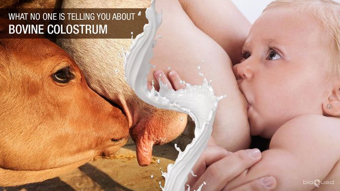 What No One is Telling You About Bovine Colostrum